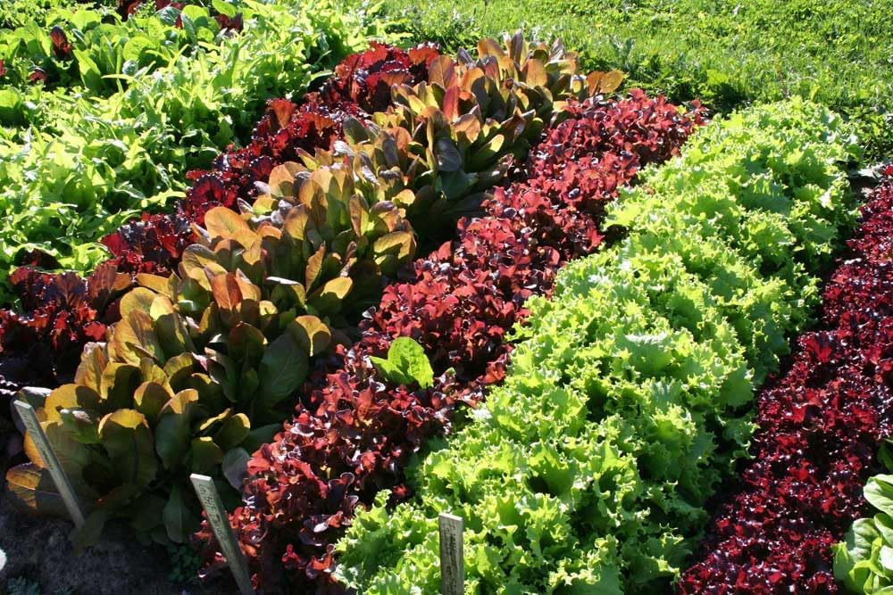 Mixed Lettuce Seeds for Planting - 10 pcs
